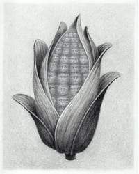corn - original illustration