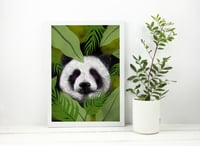 Image 2 of Ós panda