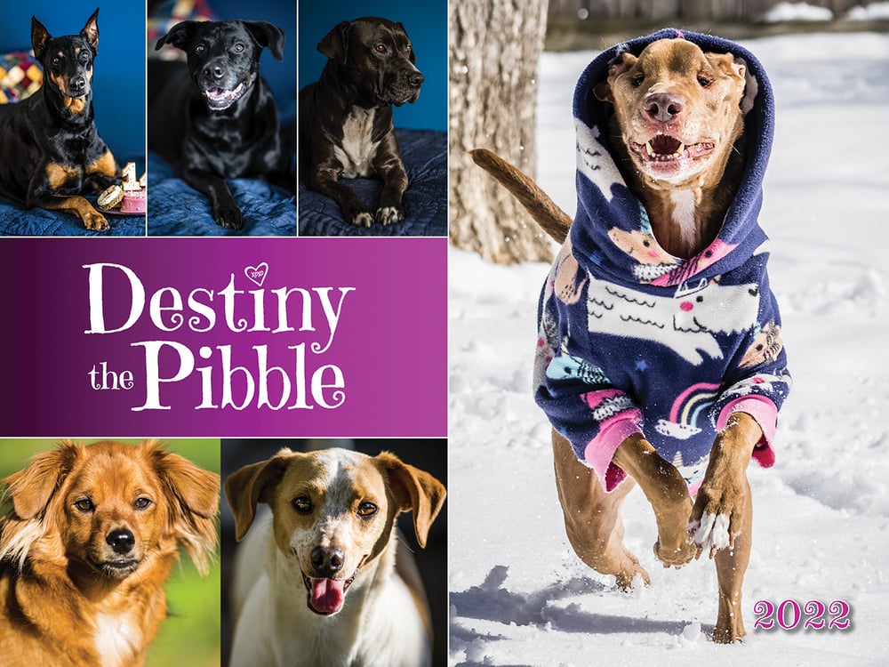 Image of Destiny the Pibble 2022 Calendar