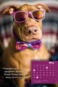 Image of Destiny the Pibble 2022 Calendar