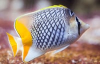 Ikan Hias Air Tawar