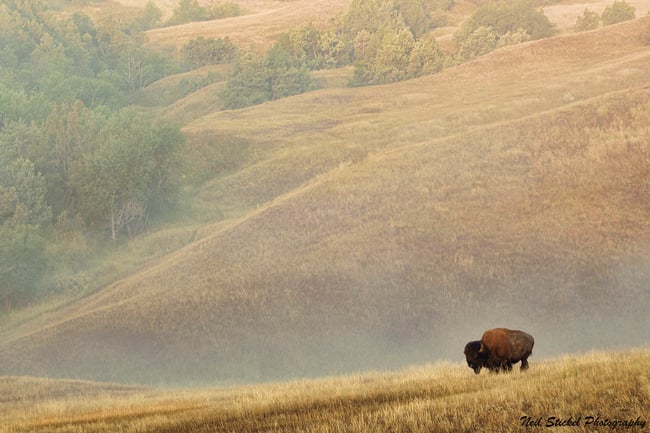 Misty Bison
