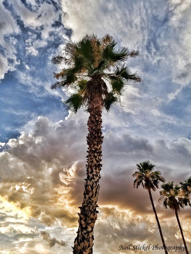 Stormy Palm