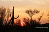 Desert Sunset #1