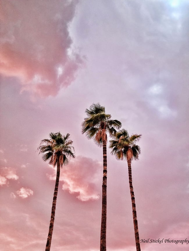 Pink Palms