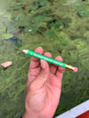 LITTLE GREEN PENCIL 