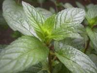 Image 1 of PEPPERMINT FRAGRANCE OIL