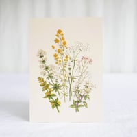 Image 2 of Wild Madder