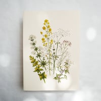 Image 1 of Wild Madder