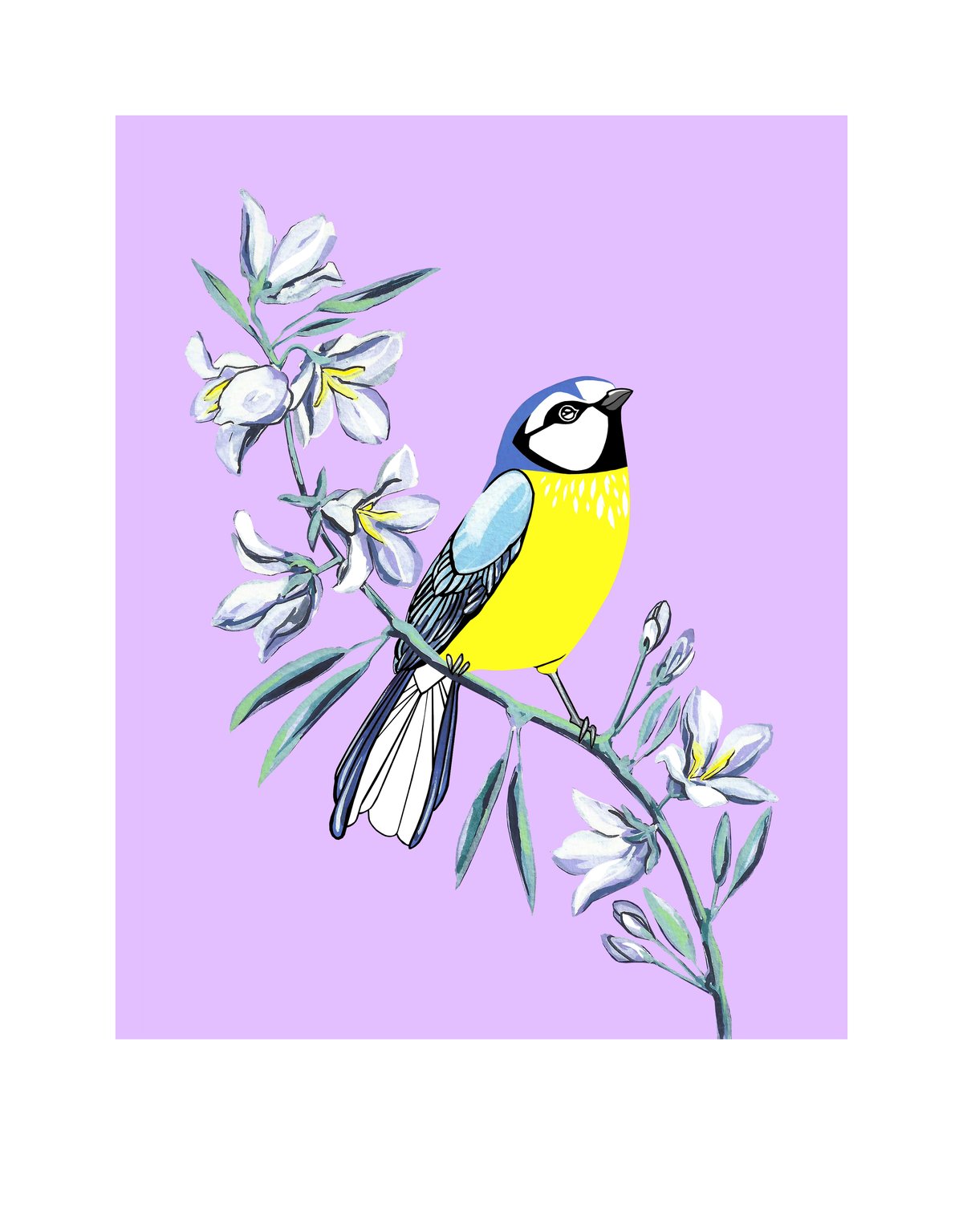 Image of Blue Tit and Bellflower (print)