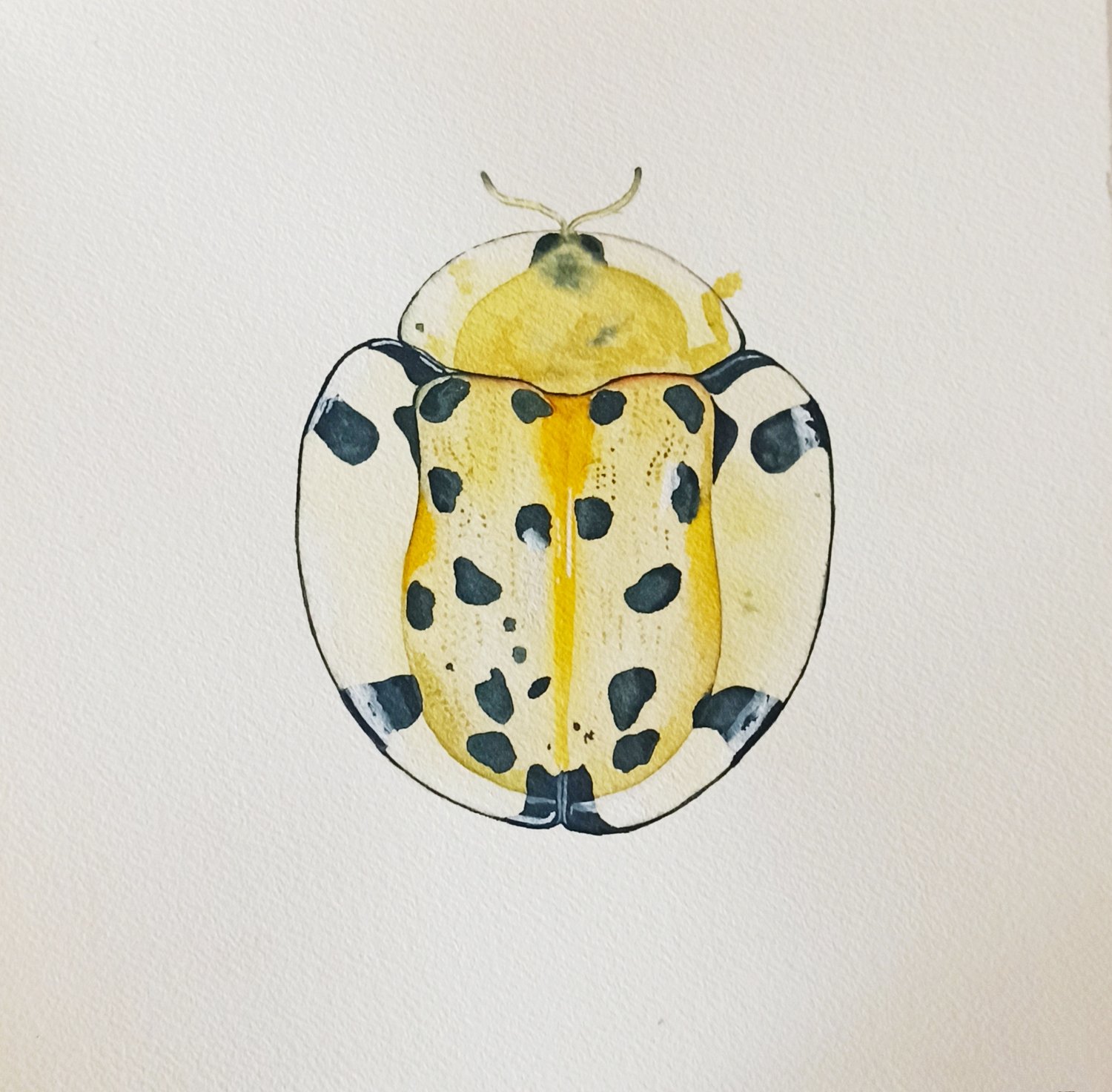 Image of Beetle Watercolor Illustration, Aspidimorpha miliaris, Cassidinae