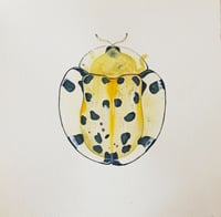 Image 2 of Beetle Watercolor Illustration, Aspidimorpha miliaris, Cassidinae