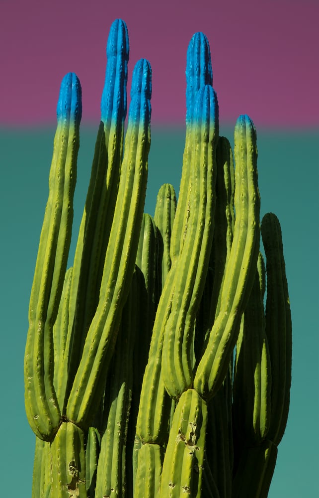 Image of RETRO CACTUS