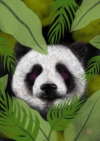 Image 1 of Ós panda