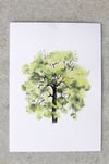Árbol 3