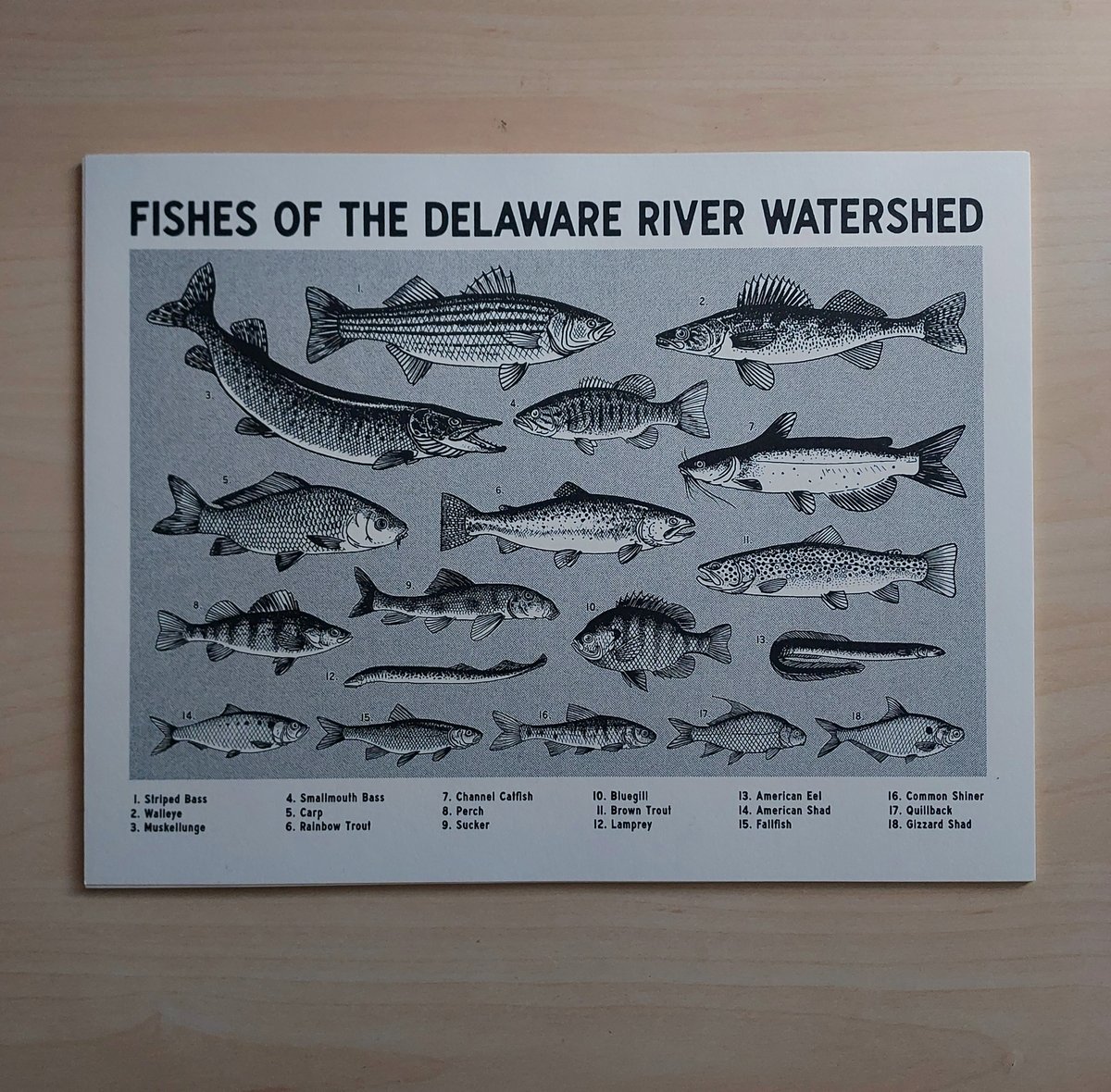 Image of Fishes of the Delaware mini poster