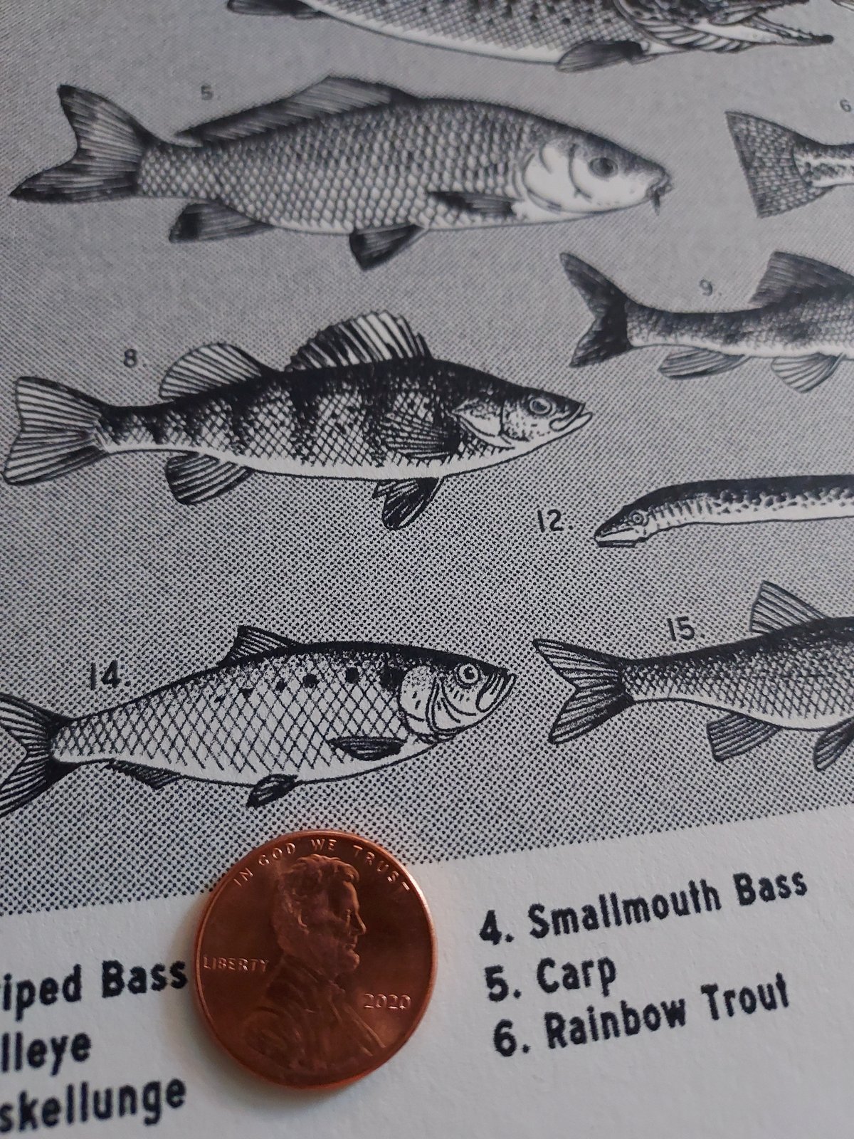 Image of Fishes of the Delaware mini poster
