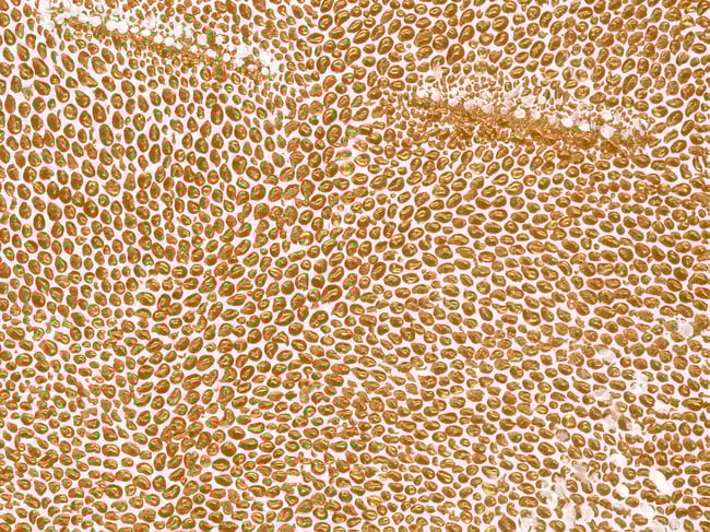 You are Gold - Fine Art Print