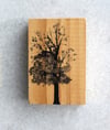 Madera 7