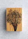 Madera 5
