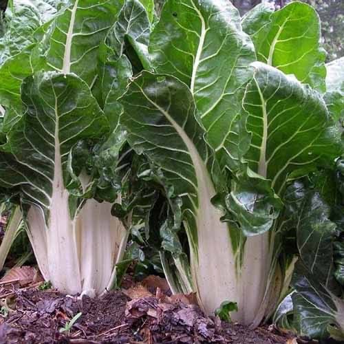 Organic Silverbeet