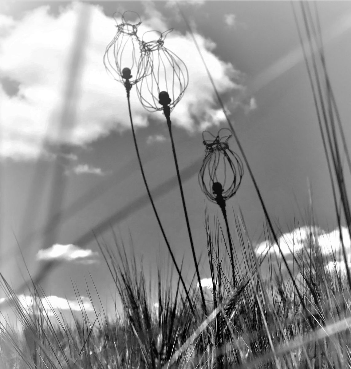 Tall triple poppy seed plant stake