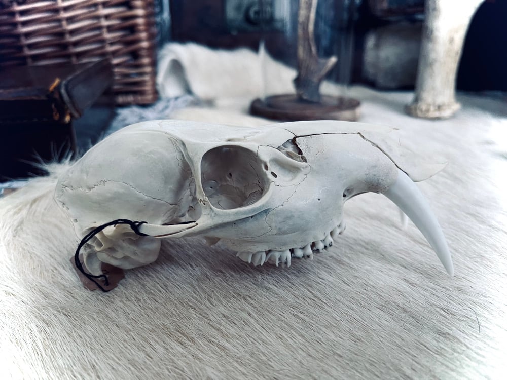 Image of Large Chinese Water Deer Skull 