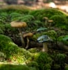 Reflective Mushroom