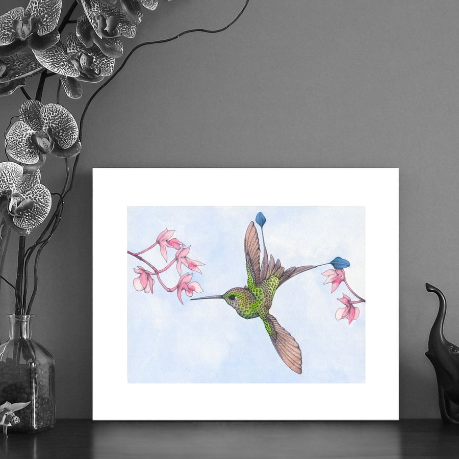 Image of Print of a Racket tail Hummingbird 