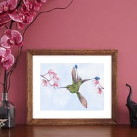 Image 3 of Print of a Racket tail Hummingbird with free Art Card