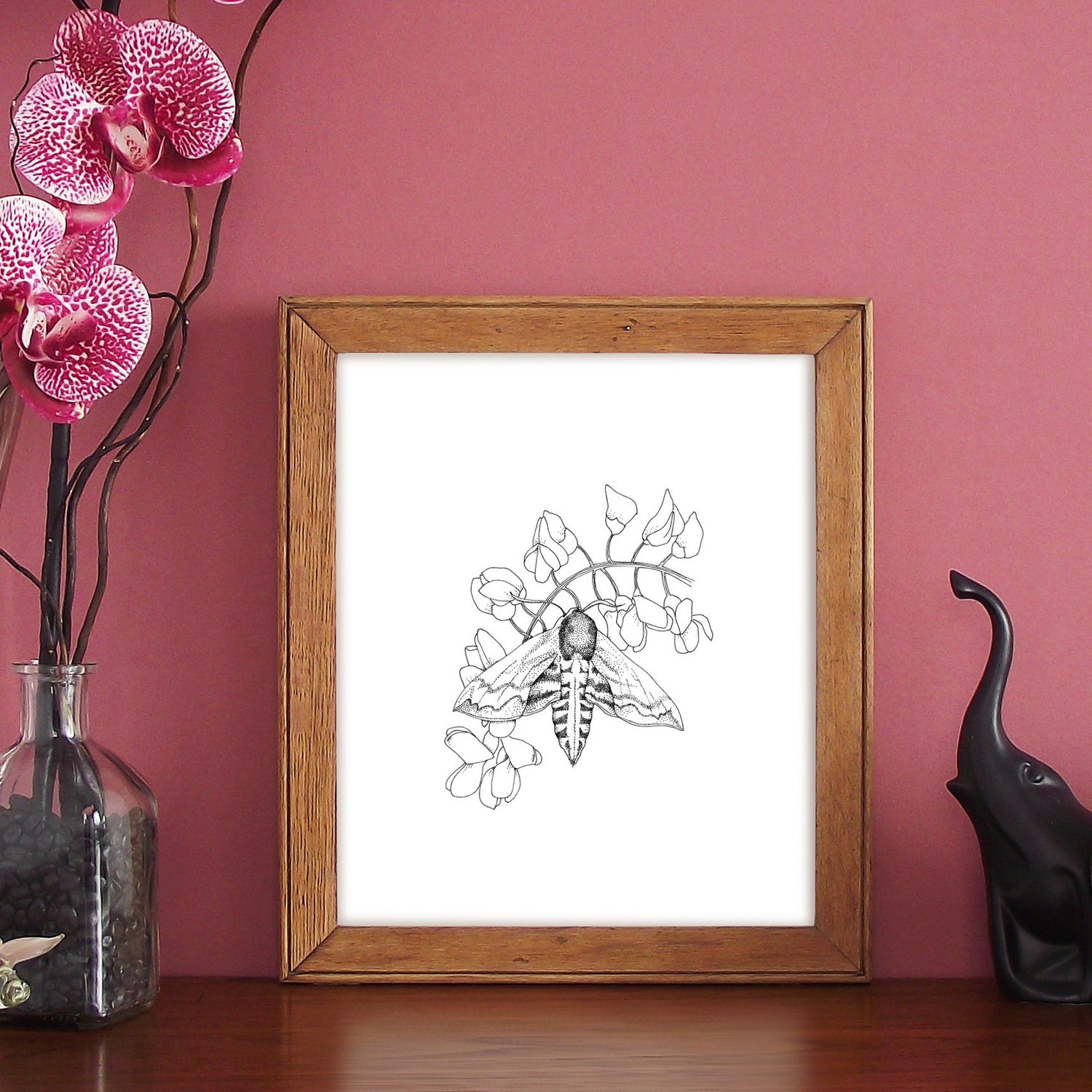 Image of Black & white print of a Privet hawk moth 