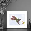 Print of an Empress Hummingbird with free Art Card