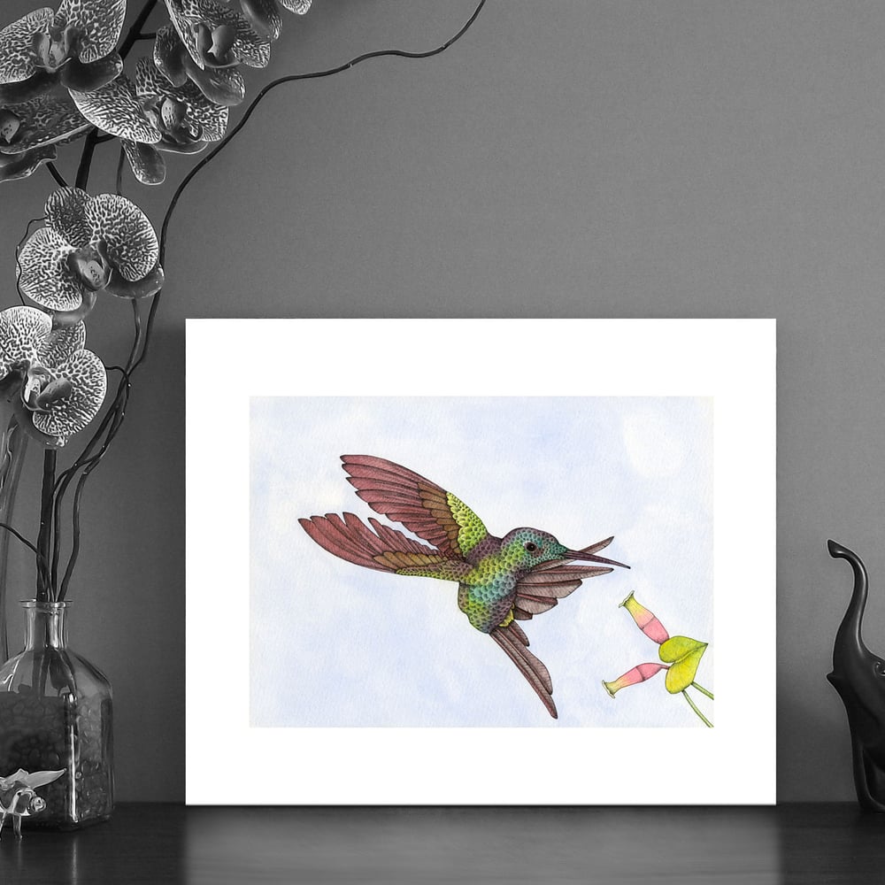 Image of Print of an Empress Hummingbird 