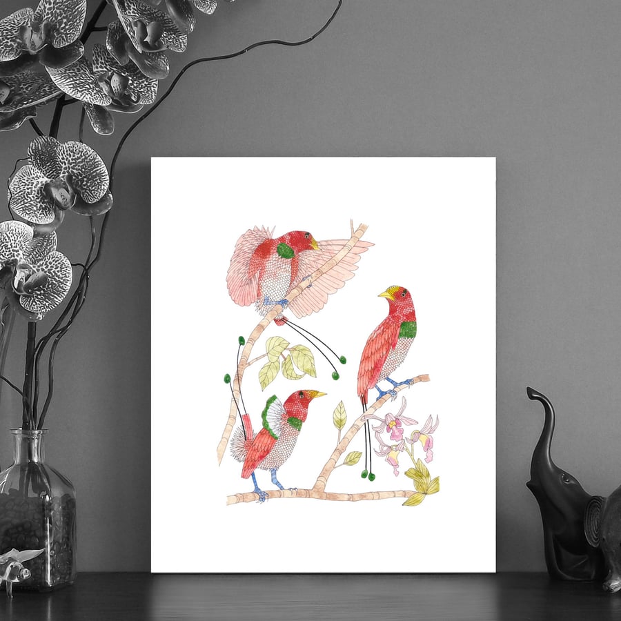 Image of Print of King Bird of Paradise series 2