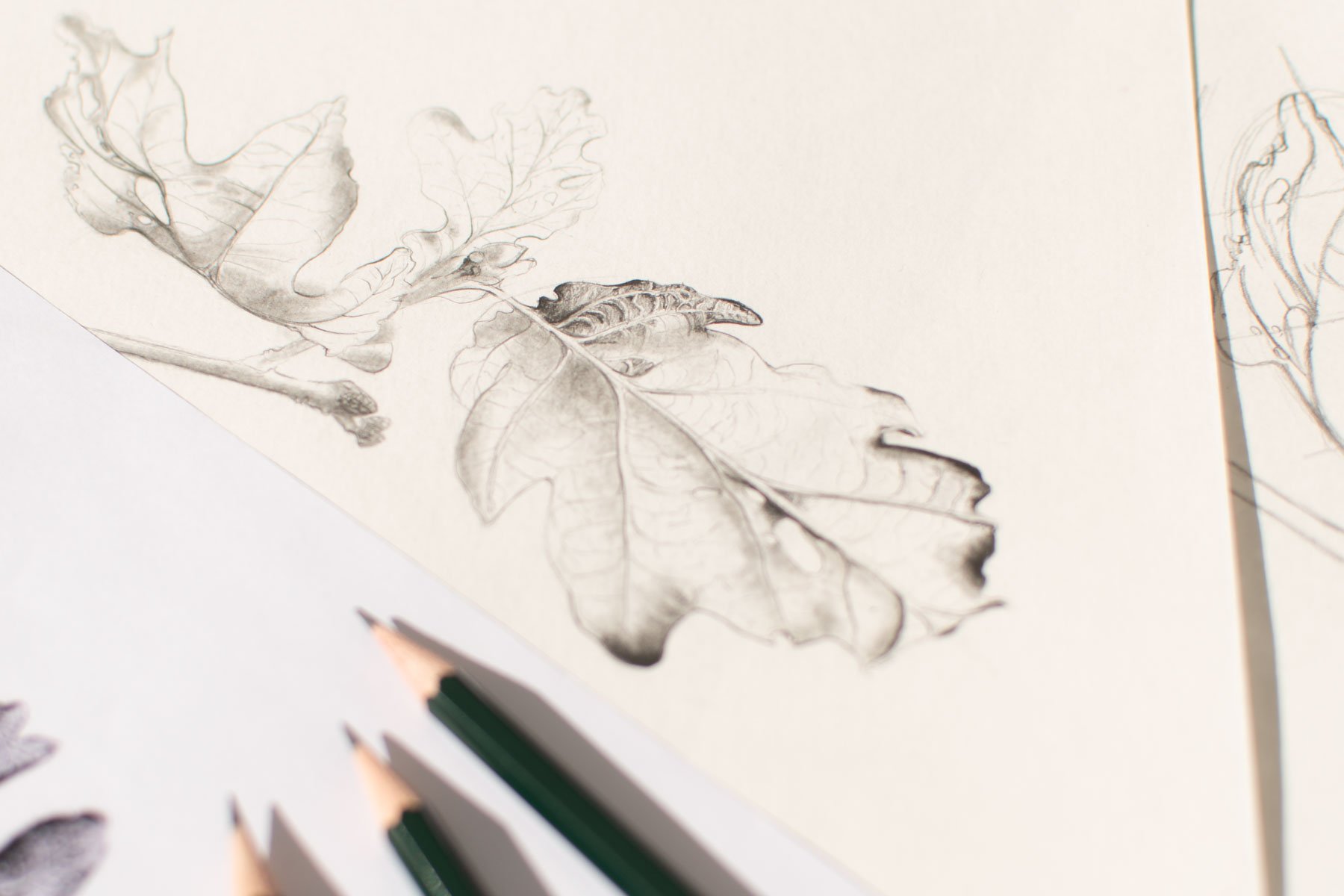 Image of Cours de dessin botanique