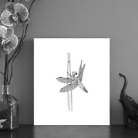 Image 1 of Black & white print of a Dragonfly with free Art Card
