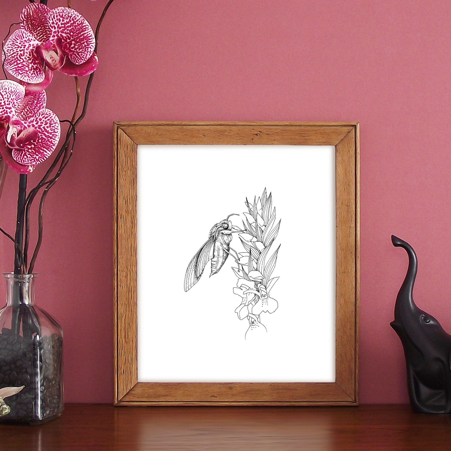 Image of Black & white print of an Elephant hawk moth