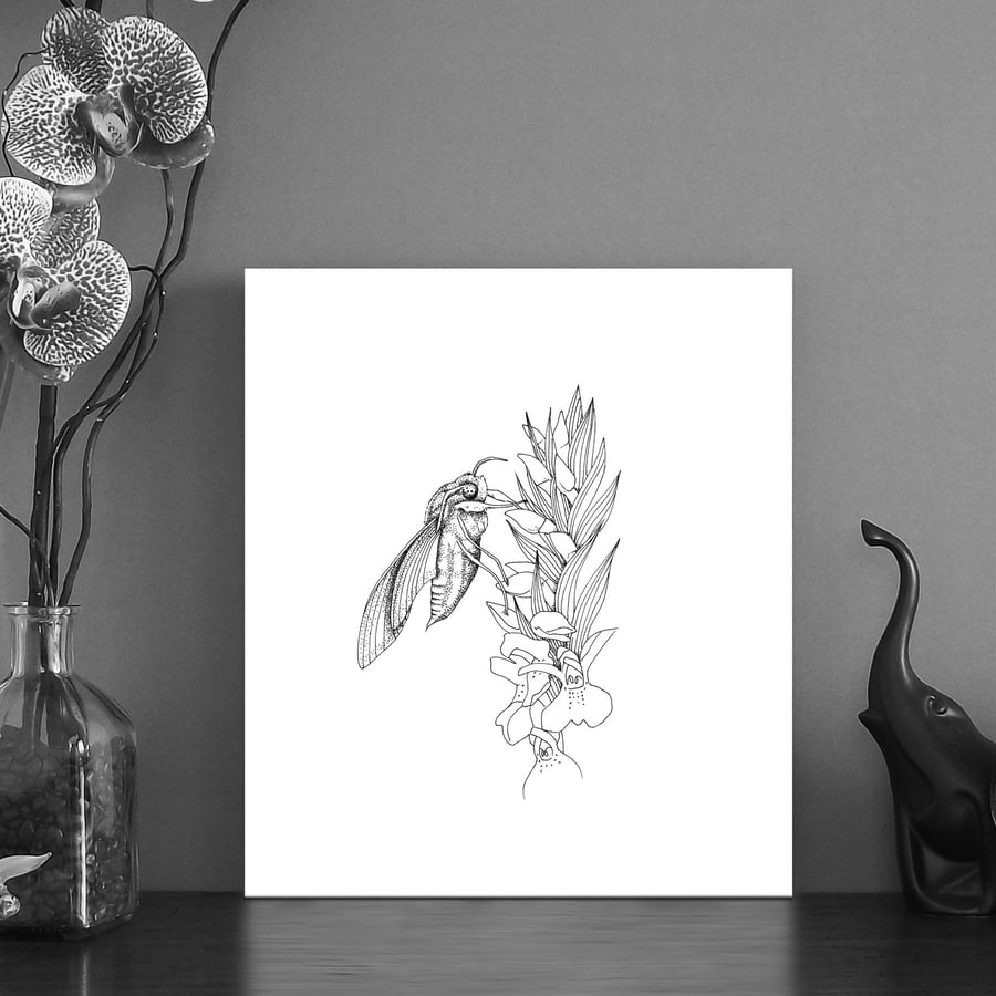 Image of Black & white print of an Elephant hawk moth