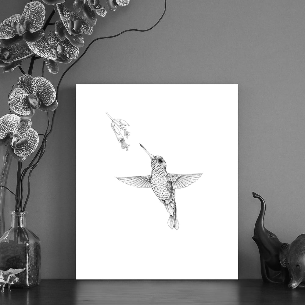 Image of Black & white print of a feeding hummingbird 