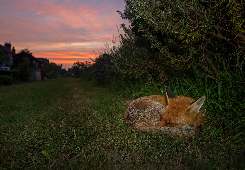 Image of Sunset Fox