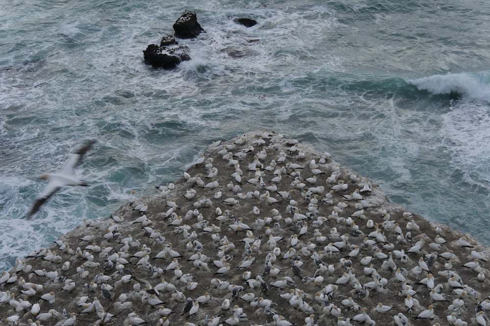 Image of Flock of Birds