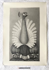 Image 1 of Peacock - original drawing