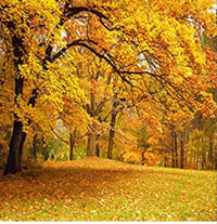 Image 5 of 8 x 6,  9 x 5 Flowers and Fall Trees 10 x 10