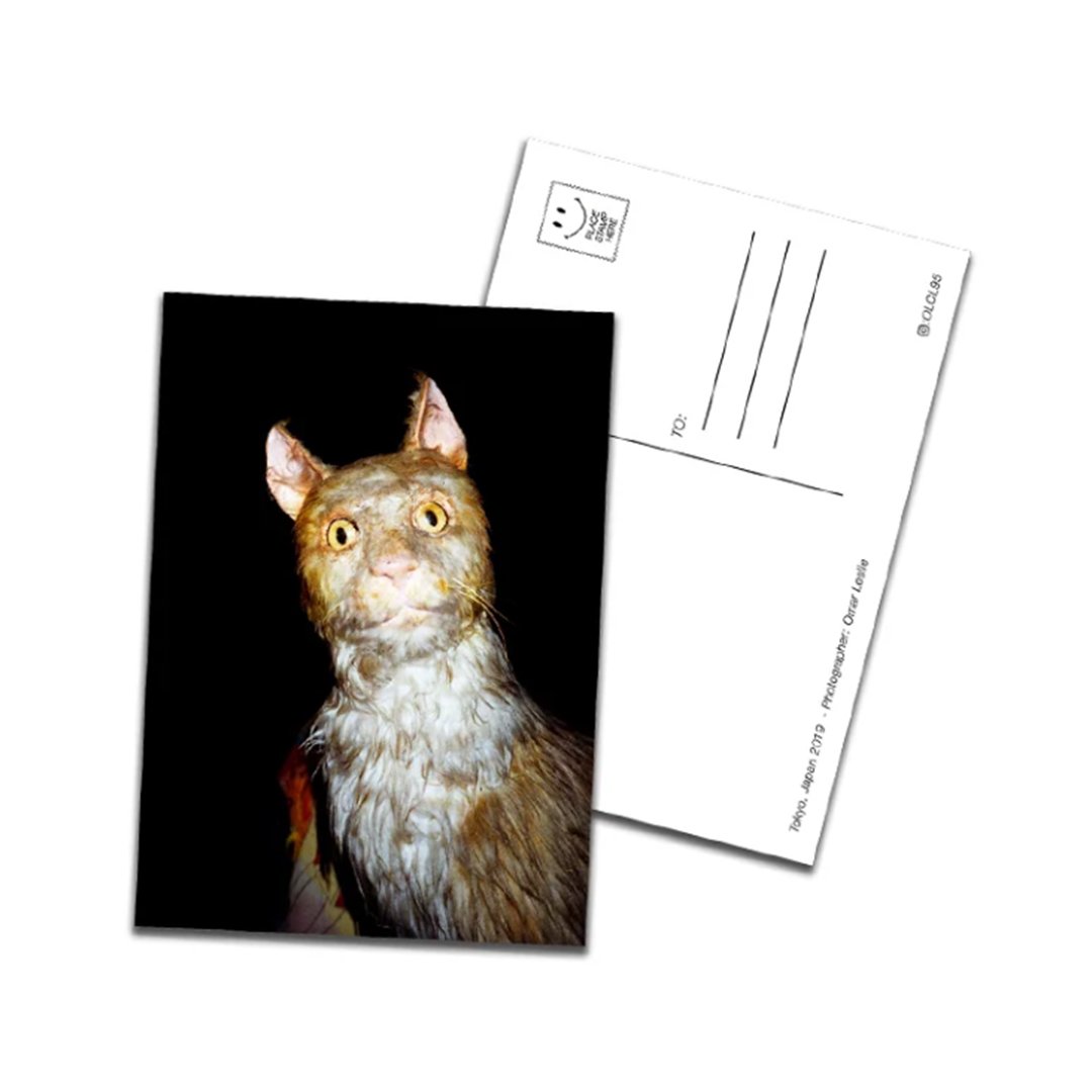 Cat Postcard