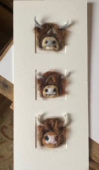 Image 1 of "Three in a Box Highland Cows"