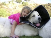 Image of Comfy Cone