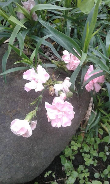 Image of Dianthus (Salmon Pink)(Name unknown)