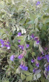 Image 4 of Lathyrus vernus 