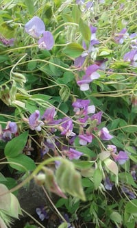 Image 1 of Lathyrus vernus 