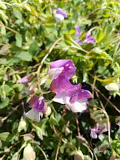 Image 2 of Lathyrus vernus 